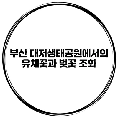 부산 대저생태공원에서의 유채꽃과 벚꽃 조화